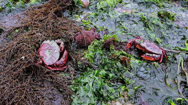 Two Red Rock Crabs facing off, sitting on brown seaweed, Japanese Wireweed, Sargassum Muticum, or Japweed, and green sea lettuce seaweed, Golden Gardens state park, Seattle, Washington
