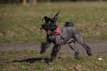 Fototapeta premium Active Black Miniature Schnauzer Dog Playing with Stick in Spring Park