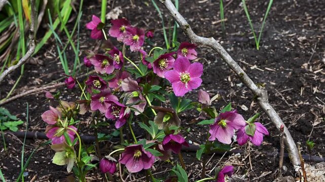 Purple maroon flowers blooming on Hellebore, Lenten Rose, plants moving in gentle breeze in a winter spring garden
