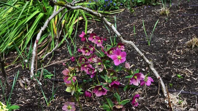 Purple maroon flowers blooming on Hellebore, Lenten Rose, plants moving in gentle breeze in a winter spring garden
