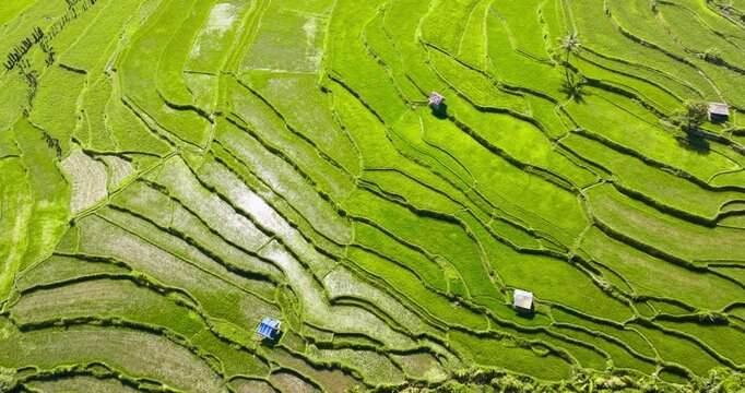 Senaru rice terraces vibrant green crops and small shacks, agricultural pattern across the Lombok landscape. Traditional farming and natural beauty. Nature background. Aerial top down drone flight