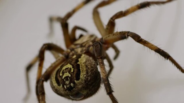 A close-up of a spider showcasing its body and legs with texture on a white background
