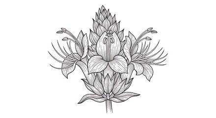 Fototapeta premium A delicate floral illustration of a blooming artichoke flower in a simple line art style