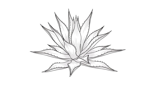 A minimalist vector illustration of an aloe vera plant on a white background