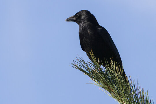 Carrion Crow On Pine Branch - 241E2521