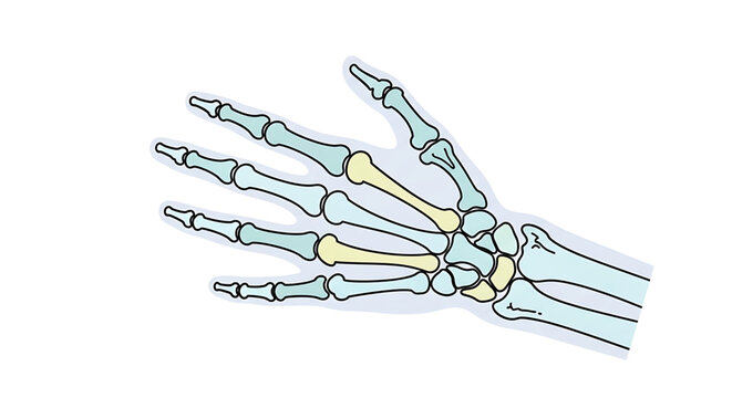 A detailed vector illustration of a human hand skeleton, showcasing the bones of the wrist and fingers in a clear and educational design.