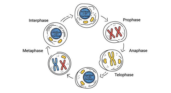 A vector graphic illustration of the cell division process, depicting the stages of mitosis in a clear and educational diagram.