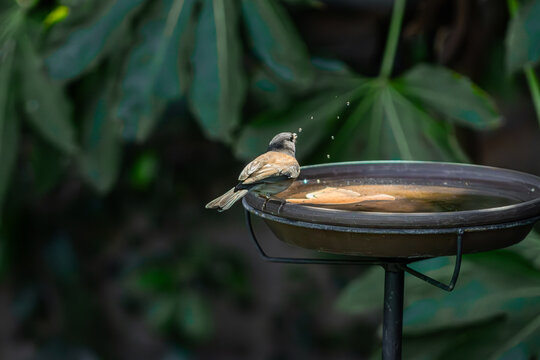 Dark-Eyed Junco drinking water