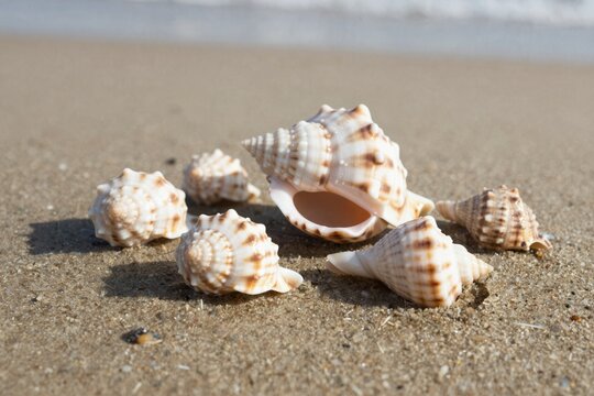 Seashells on Sandy Beach - Tranquil Coastal Scene