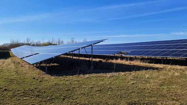 Sheep grazing under solar panels in a green energy farm