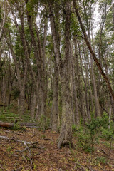 Fototapeta premium trees in the forest