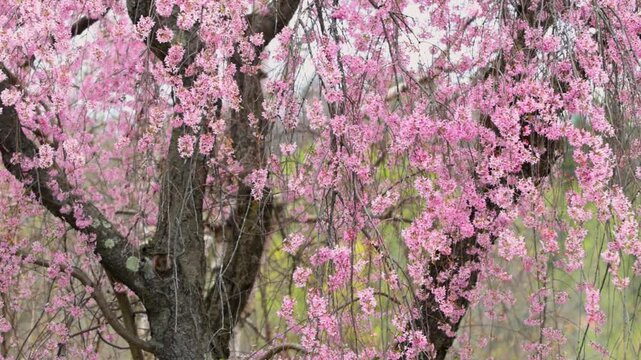 Weeping cherry blossom tree swaying in spring time.