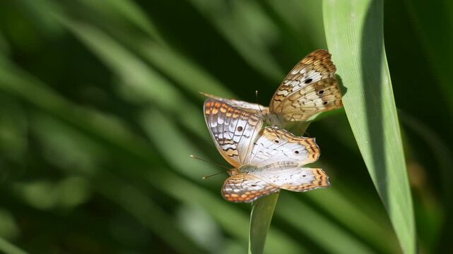 white peacock butterflies pivot around each other during courtship ritual