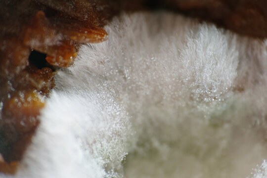 Macro texture of white mold or fungus growth on top layer of food