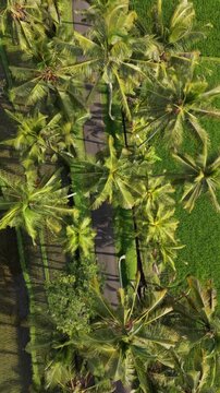 Aerial Vertical View of Scenic Road Through Palm Trees and Rice Terraces in Bali