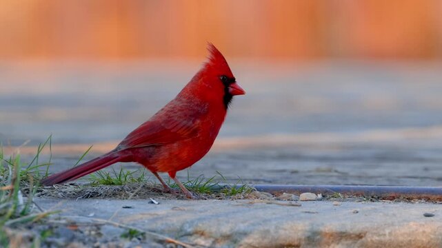 Northern cardinal walking and hopping along a boardwalk