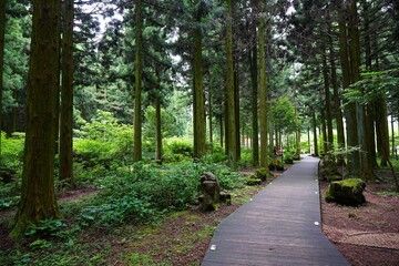 Fototapeta premium fine boardwalk through cedar forest