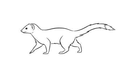 Fototapeta premium Line drawing of a mongoose in profile on a white background