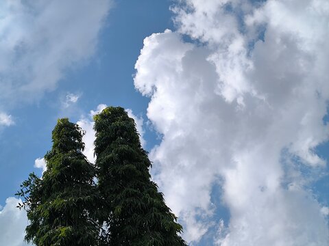 Sharp Focus Polyalthia Longifolia Tree Under Blue Sky For Botanical Nature And Architectural Outdoor Environment Background