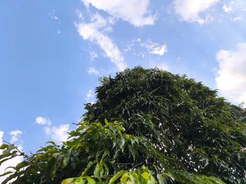 Low Angle View Of Polyalthia Longifolia Tree Under Blue Sky For Botanical Nature And Architectural Outdoor Environment Background