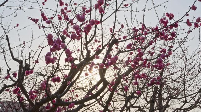 Spring Plum Blossoms Blooming by the Ancient Ming City Wall Relics Park with Tourists, Beijing