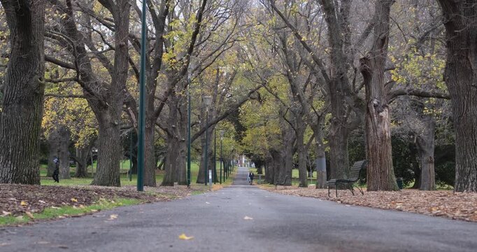 Tree-lined avenue in Fawkner Park, South Yarra, Melbourne, Australia, with fallen autumn leaves and pedestrians walking. Pathways cutting through park, edged with mature trees. Peaceful atmosphere.