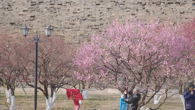 Spring Plum Blossoms Blooming by the Ancient Ming City Wall Relics Park with Tourists, Beijing