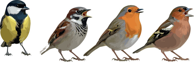 Collection of small colorful songbird illustrations including sparrow robin and tit isolated on light background realistic flat vector wildlife set for nature design © MdZahedul