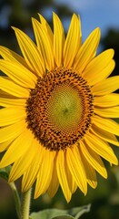 Naklejka premium Radiant Sunflower Bloom - A Close-Up of Summers Beauty.