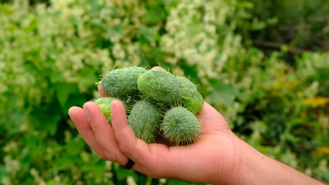 A wild cucumber grows in the garden. Selective focus.