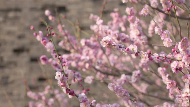 Spring Plum Blossoms Blooming by the Ancient Ming City Wall Relics Park with Tourists, Beijing
