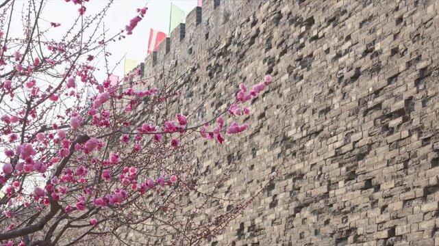 Spring Plum Blossoms Blooming by the Ancient Ming City Wall Relics Park with Tourists, Beijing