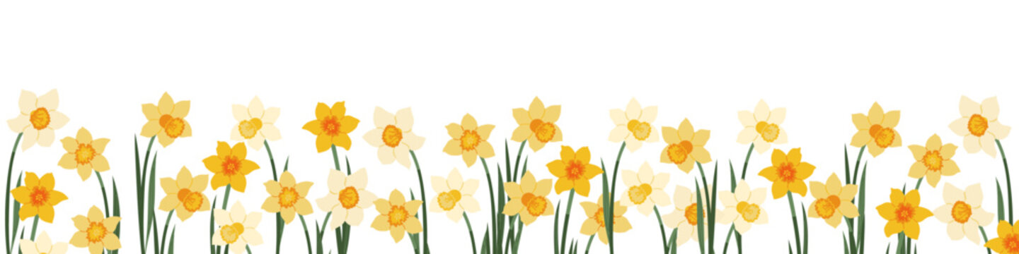 Spring daffodil floral border, narcissus flowers banner, yellow garden flowers. Hand drawn vector illustrations
