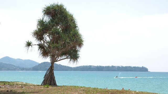 Tropical Pandanus Tree on Phuket Coastline with Distant Jet Ski