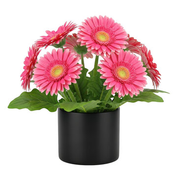 Vibrant pink gerbera daisies in a modern black pot isolated on transparent background