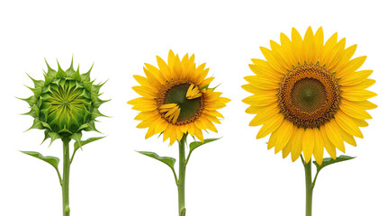 Fototapeta premium Sunflower growth stages from bud to full bloom isolated on transparent background PNG.