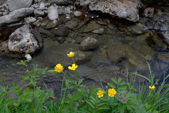 ミヤマキンポウゲ（北海道・大雪山）

