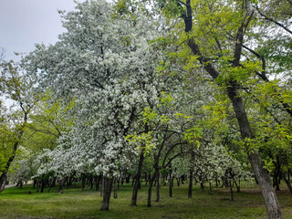 Fototapeta premium Full photo of the forest landscape in the park