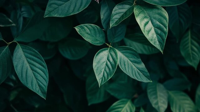 Lush, dark green foliage fills the frame, showcasing detailed leaf texture and natural beauty