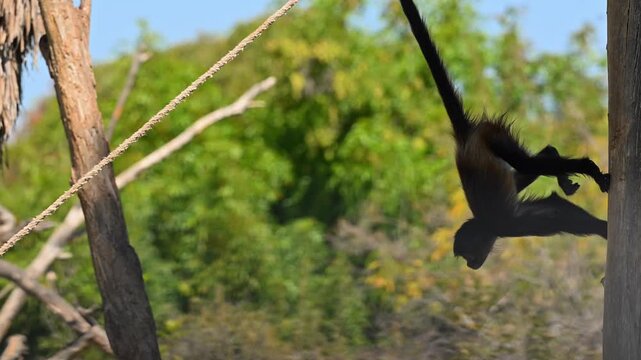Detail of an agile spider monkey climbing and jumping ropes in a natural conservation space