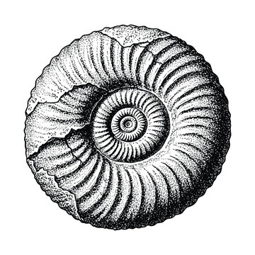 Ammonite fossil vector graphic with spiral shell structure and textured detail