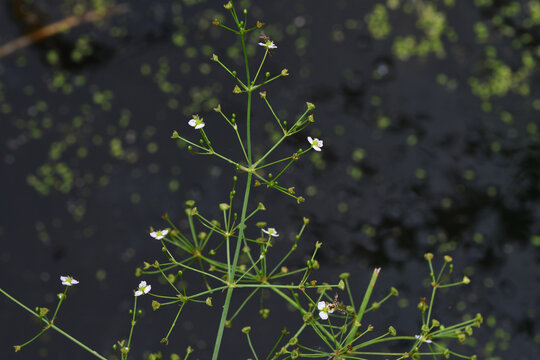 ヘラオモダカ（北海道・釧路湿原）
