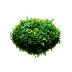 Fototapeta premium A lush green spherical moss plant isolated on transparent background