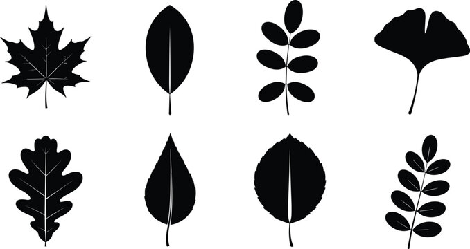 Large collection of black silhouettes featuring wild turkeys, forest tree borders, mythical dragons, rabbits, grizzly bears, grass bushes, and various leaf types for vector design.