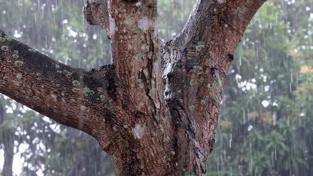 The rain fell on the mango tree