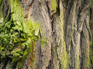 Fototapeta premium Moss clings to rugged, weathered bark