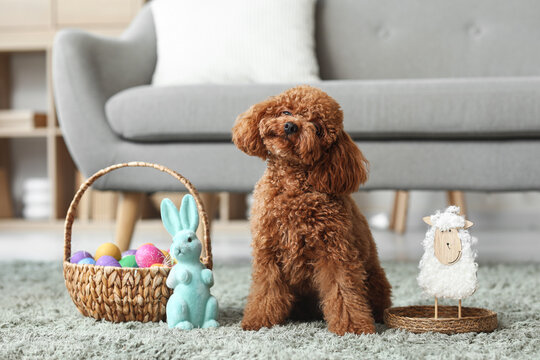 Cute Toy Poodle dog with wicker basket of Easter eggs and toy rabbit sitting on carpet in living room