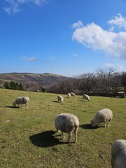 Fototapeta premium Flock of sheep grazing on green hill under blue sky with wind turbines in the distance 