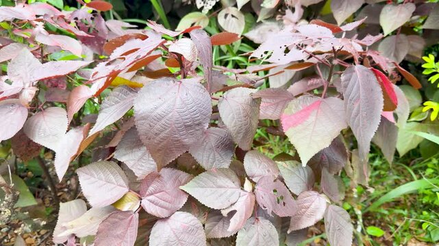 Burgundy Copperleaf Plant Foliage Swaying in a Tropical Palau Garden