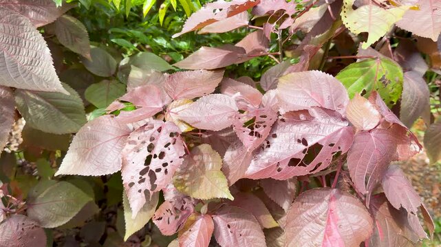 Vibrant Red Copperleaf Plant Foliage in a Tropical Palau Garden